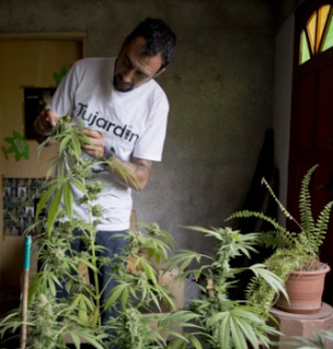 Uruguay set to become first country to legalize marijuana trade
